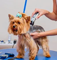 curso grooming groomer banhos tosquias mimos academy mimos relax pets